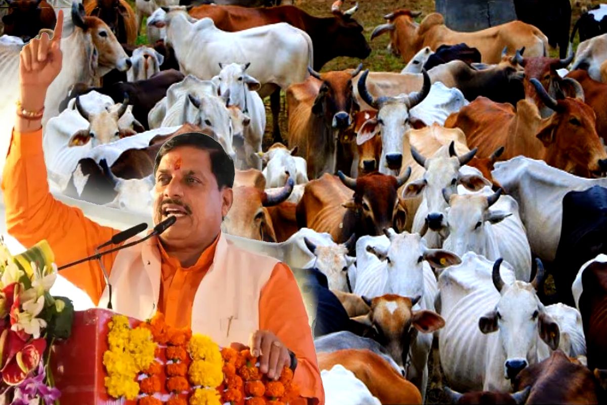 गौ तस्करी के बड़े रैकेट का खुलासा
