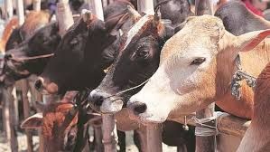 अगौरा चोकी क्षेत्र में गौमाता का कटा हुआ सिर मिला..