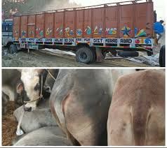 Bulandshahr News: ट्रक में लदे 71 पशु, पुलिस ने पांच आरोपी पकड़े, मुकदमा दर्ज कर भेजा जेल....