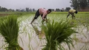 बुलंदशहर में मानसून की दस्तक:किसानों को धान की फसल का फायदा,तापमान 40 से घटकर 27 डिग्री पर आया...TV Newsकल तक