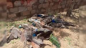 अनूपशहर में मोर मादा की मौत:वन विभाग करेगा राष्ट्रीय पक्षी का राजकीय सम्मान से अंतिम संस्कार....TV Newsकल तक